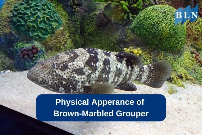 Physical Apperance of Brown-Marbled Grouper